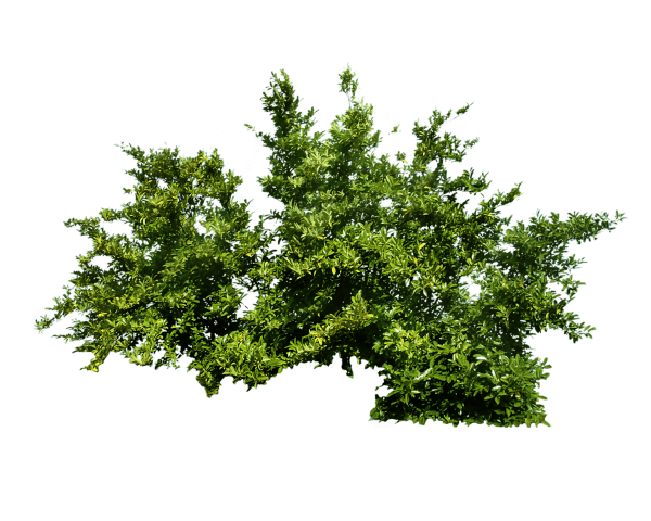 Green Bush